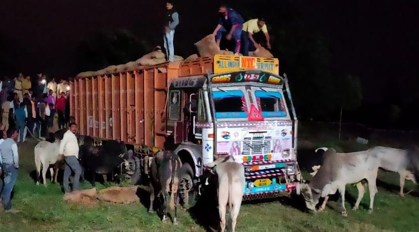 Illegal cattle truck caught in Faizpur | फैजपूर येथे गुरांची अवैध वाहतूक करणारा ट्रक पकडला