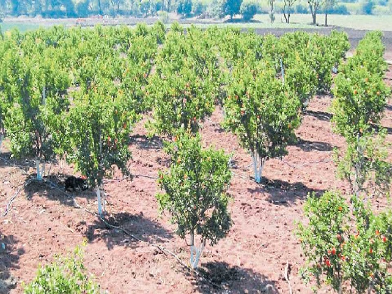 Orchards on 129 hectares under Employment Guarantee Scheme | रोजगार हमी योजनेतून 129 हेक्टरवर फळबाग लागवड