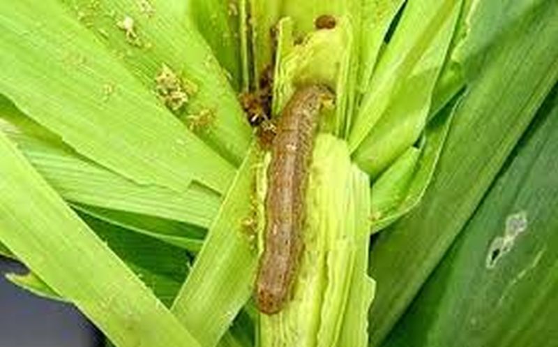 Fall army worm attacks maize crop | ‘लष्करी’ने केला मका पिकावर हल्ला; ज्वारी, बाजरीलाही धोका?