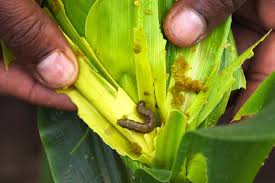 Cotton, maize now faces the danger of 'Fall Army'! | कपाशी, मक्यावर आता ‘फॉल आर्मी’चे संकट!