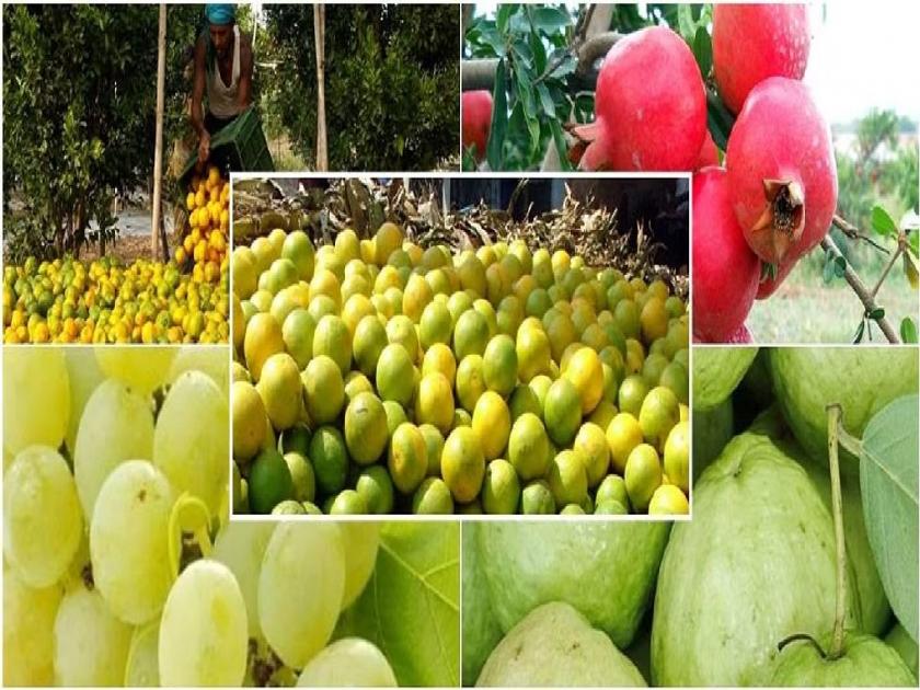 Four bogus account holders in fruit crop insurance scheme; Information from Agriculture Department | फळपीक विमा योजनेत चार खातेदार बोगस; कृषी विभागाची माहिती
