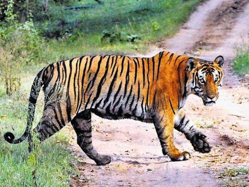 Eight tigers in Vidarbha will climb the Sahyadri mountain range; Forest Department's proposal in approval stage | विदर्भातील आठ वाघोबा चढणार सह्याद्री डोंगररांगा; वनविभागाचा प्रस्ताव मंजुरीच्या टप्प्यात