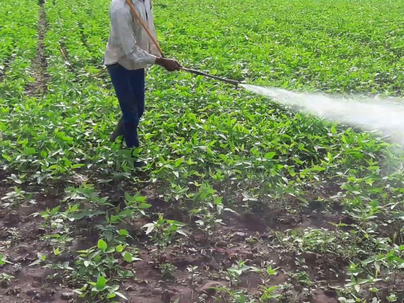 Due to increased heat and wrong pest control of pesticides, the victims of farmers | वाढलेला उष्मा, कीटनाशकांची चुकीच्या पद्धतीने फवारणी यामुळे शेतकऱ्यांचा बळी
