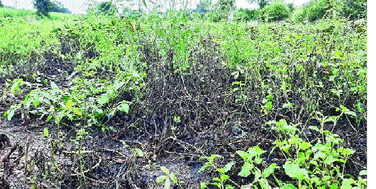  Rain breaks farmers' hips ..! : Status of Y taluka | पावसाने मोडले शेतकऱ्यांचे कंबरडे..! : वाई तालुक्यातील स्थिती