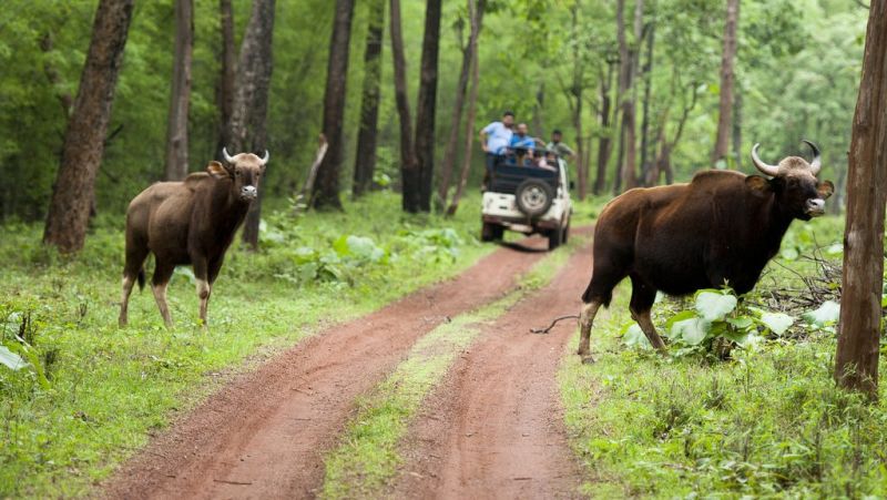 Forest tourism continues, but response is low | वन पर्यटन सुरू, मात्र प्रतिसाद कमीच