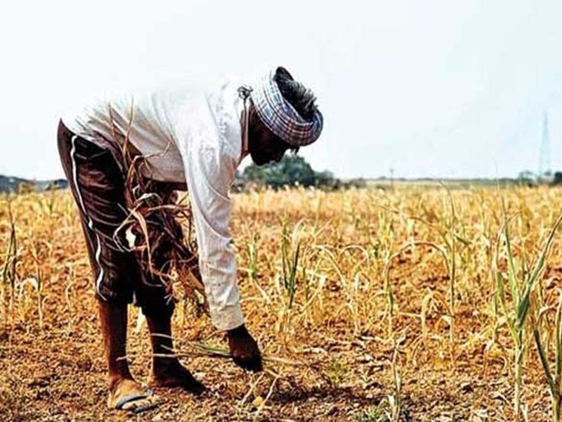 Farm effect due to irregular rain; The worst hit are Marathwada, Khandesh and Vidarbha | अनियमित पावसामुळे खरिपाला फटका; सर्वाधिक नुकसान मराठवाडा, खान्देश आणि विदर्भात