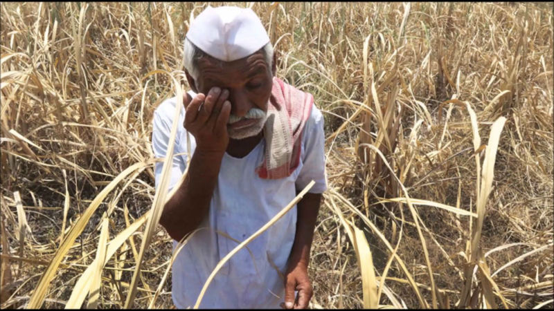 Distribution of fund distribution to farmers of Solapur district, only 35 per cent relief for Rabi season | सोलापूर जिल्ह्यातील शेतकºयांना निधी वितरणाचाही दुष्काळ,  रब्बी हंगामातील मदतनिधीचे केवळ ३५ टक्के वितरण