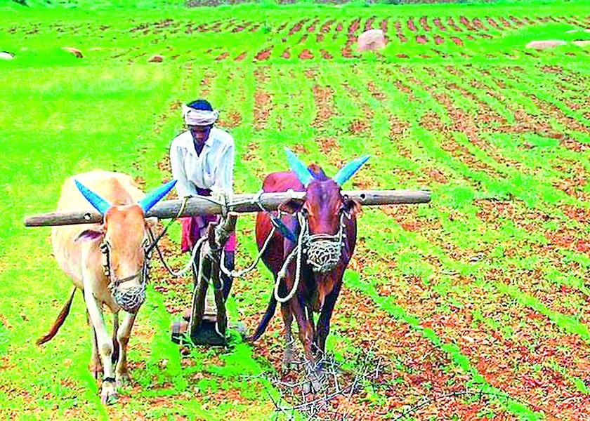 Amravati district withdraws in kharif loan disbursement; Farmers in crisis, non-cooperation of banks | खरीप कर्जवाटपात अमरावती जिल्हा माघारला; शेतकरी संकटात, बँकांचे असहकार्य 