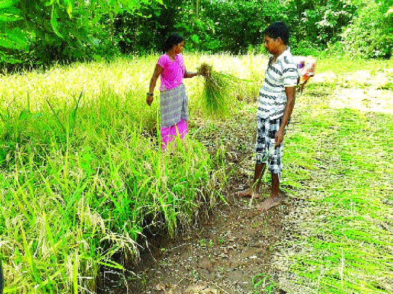 The beginning of harvesting of halva harvest in Vikramgad | विक्रमगडात हळव्याच्या कापणीला सुरुवात
