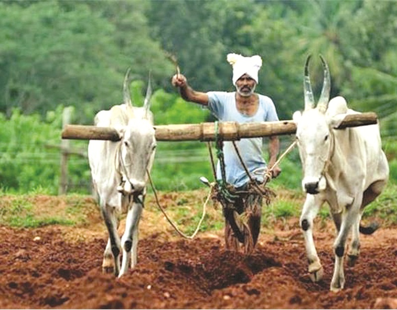 369 crore of incentive subsidy on the account of farmers! | प्रोत्साहन अनुदानाचे ३६९ कोटी शेतकऱ्यांच्या खात्यावर !