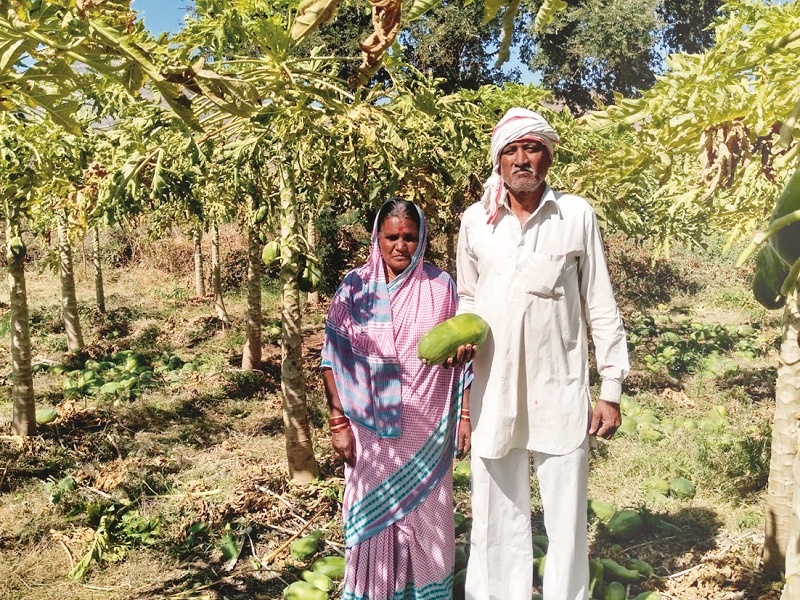 Veteran farmers amazing work; A record break earning of 17 lakhs from one and half acre | वयोवृद्ध शेतकऱ्याची कमाल; १५ महिन्यात दीड एकरातून घेतले १७ लाखांचे विक्रमी उत्पन्न
