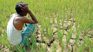 Distribution of Drought fund; But farmers not get benefit! | दुष्काळी मदत वितरित; पण शेतकऱ्यांना मिळेना लाभ!