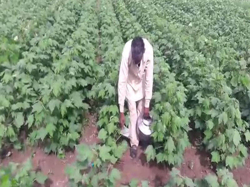  Poisoning to eight farmers in spraying pesticides on crops in Chandrapur | चंद्रपूरमध्ये पिकांवर कीटकनाशक फवारणी करताना आठ शेतक-यांना विषबाधा