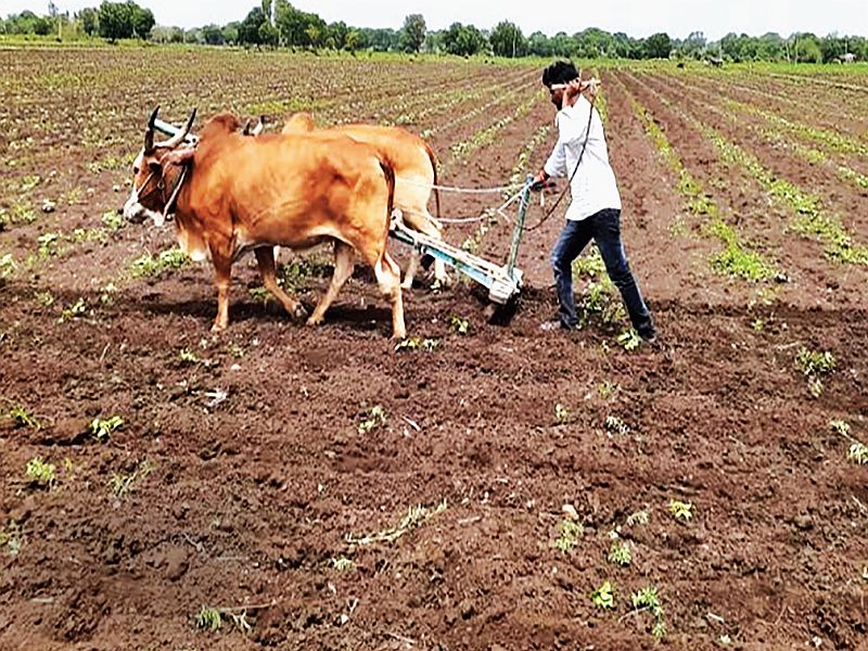  Distress over 13 thousand hectares of vertical crop in 15 villages in Beed district | १३ हजार हेक्टरवरील उभ्या पिकावर नांगर, बीड जिल्ह्यातील १५ गावांतील व्यथा