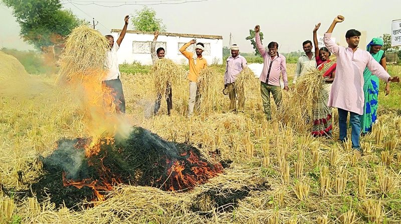 In the area of ​​Nagpur Agricultural University farmers burnt paddy, | नागपुरात कृषी विद्यापीठाच्या परिसरात शेतकऱ्यांनी पेटविले धान