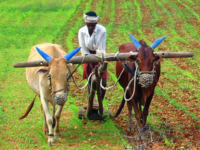 Debt relief for farmers who have already repaid loans | कर्जाचे पूनर्गठण केलेल्या शेतकऱ्यांनाही मिळणार १ लाख ५० हजार रुपयांचे मर्यादेत कर्जमाफीचा लाभ