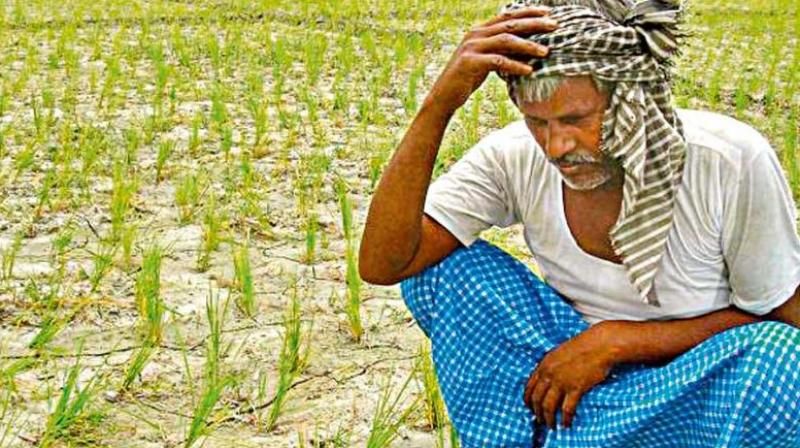Why the need for appraisal for new crop loans? | नवीन पीक कर्जासाठी मूल्यांकनाची गरज कशाला?