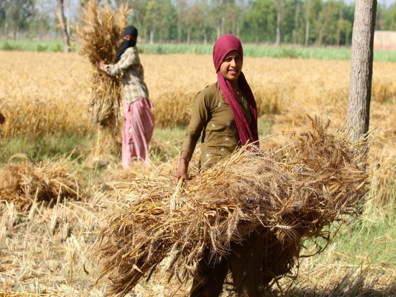 maharashtra governor announces financial relief to farmers | नुकसानग्रस्त शेतकऱ्यांना दिलासा; राज्यपालांकडून आर्थिक मदत जाहीर