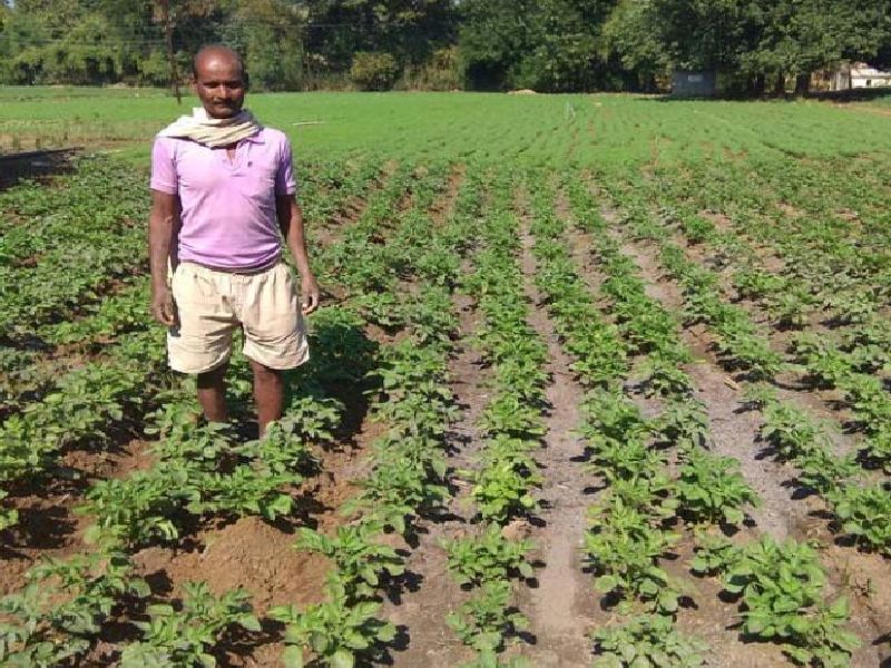 farmers' Skips traditional crops, planting of potato crop by 'Kufari Jyoti' vada | शेतक-यांचा पारंपरिक पिकांना फाटा, ‘कुफरी ज्योती’ वाणाव्दारे बटाटा पिकाची लागवड