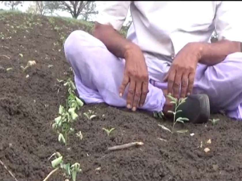 Cultivation of cotton in Motala taluka | मोताळा तालुक्यात पिके सुकली