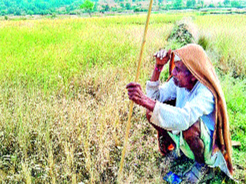 Pune agriculture News | भातशेतीला हवामानबदलाचा फटका, यंदाचे वर्ष निघणार कसे? शेतकऱ्यांना पडला प्रश्न
