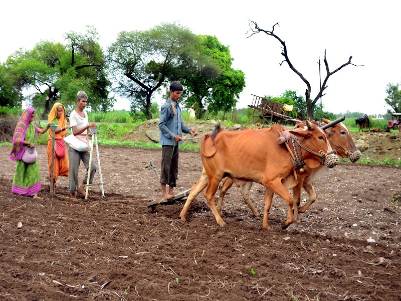 Marathwada completed 34% sowing; Nanded district, Osmanabad most backward | मराठवाड्यात ३४ टक्के पेरणी पूर्ण; नांदेड जिल्हा आघाडीवर तर उस्मानाबाद सर्वात मागे 