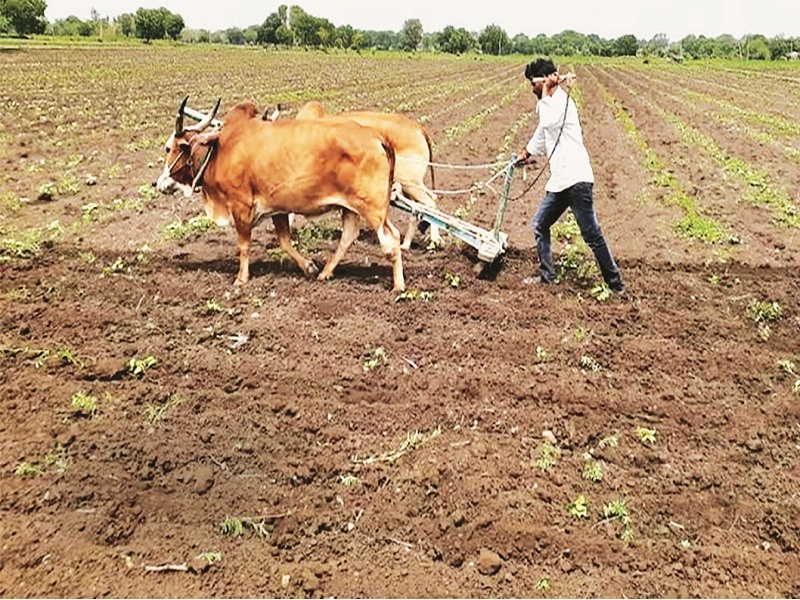 farmers removes crops from 13 thousand hectares due to lack of rainfall in Beed | पावसाने पाठ फिरवल्याने १३ हजार हेक्टरवरील उभ्या पिकांवर फिरविला नांगर