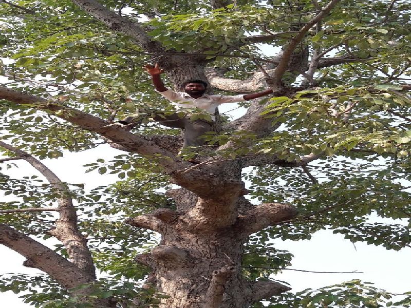 Yavatmal climbs on farmer's tree for debt waiver; | यवतमाळमध्ये कर्जमाफीसाठी शेतक-याचे झाडावर चढून आंदोलन, प्रशासनाकडून मनधरणी सुरू  