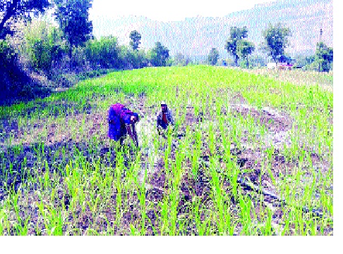 Farmers' hurry to participate in the Kisan Samman Yojana | किसान सन्मान योजनेतील सहभागासाठी शेतकऱ्यांची धांदल