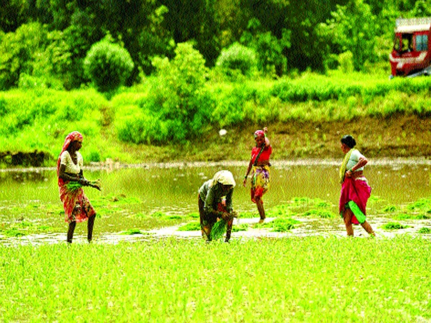 Farmers in Palghar get crop insurance | पालघरमधील शेतकऱ्यांनी उतरवला पीकविमा, तांत्रिक अडचणींमुळे विलंब