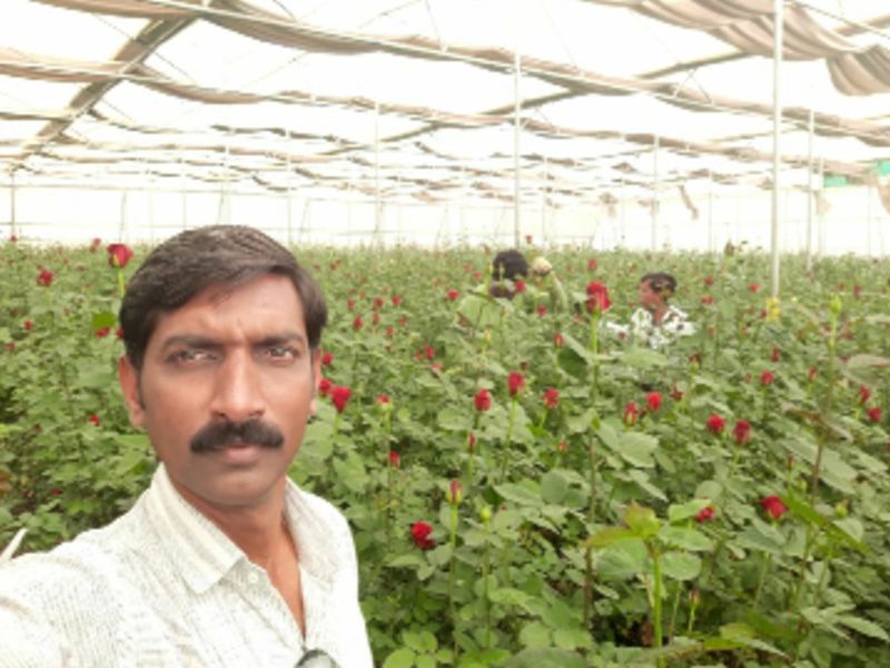 Farmer in Sakri taluka did the first experiment of rose farm | साक्री तालुक्यात उपक्रमशील शेतकरी यांनी केला डॉ.नरेंद्र भदाणे गुलाब शेतीचा पहिला प्रयोग