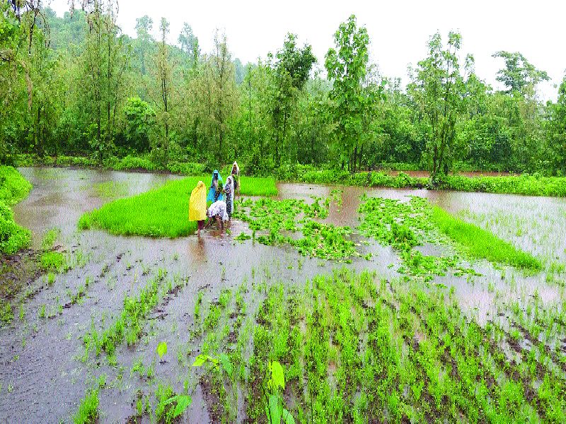  Sanjivani rainy farming | पावसाची शेतीकामाला संजीवनी