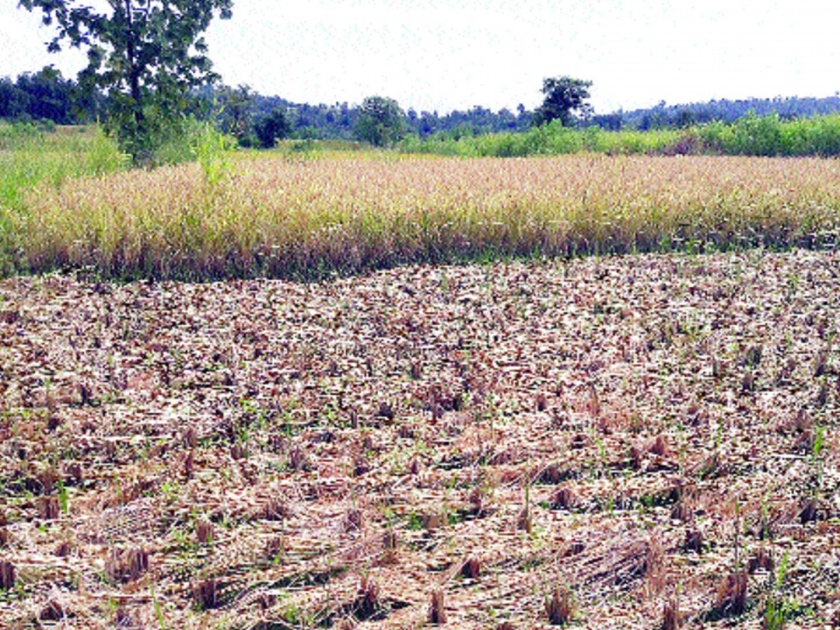 Farmers await compensation of 90 crores | शेतकरी २९ कोटींच्या भरपाईच्या प्रतीक्षेत, राष्ट्रपती राजवटीमुळे संताप
