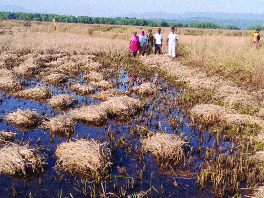 Rice farming is endangered by contamination | दूषित सांडपाण्यामुळे भातशेती धोक्यात