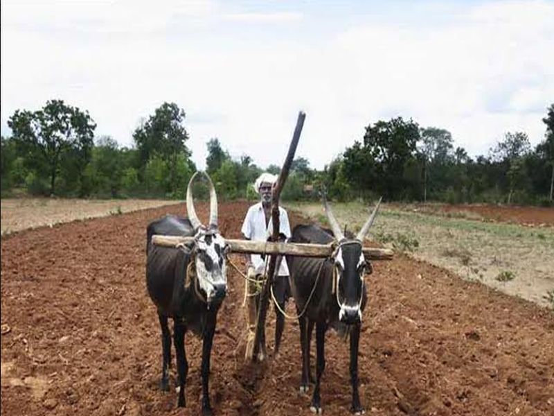 article on the role of a farmer in agriculture | बळी : एक शाश्वत मूल्यव्यवस्था...