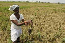 Paddy cultivation threatened with creek water | खाडीच्या पाण्याने भातशेती नापिक होण्याचा धोका
