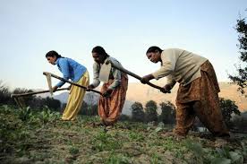 Distribution of fodder seeds and fertilizers to farmers on subsidy on the backdrop of drought | दुष्काळाच्या पार्श्वभूमीवर शेतकऱ्यांना अनुदानावर वैरण बियाणे व खतांचे वितरण