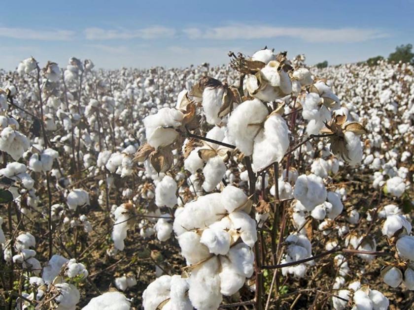 Farmers don't rush to 'panic selling' cotton, production projected to decline | शेतकरी भावांनाे, थाेडं थांबा! ‘पॅनिक सेल’ करू नका, कापसाचे उत्पादन घटण्याचा अंदाज