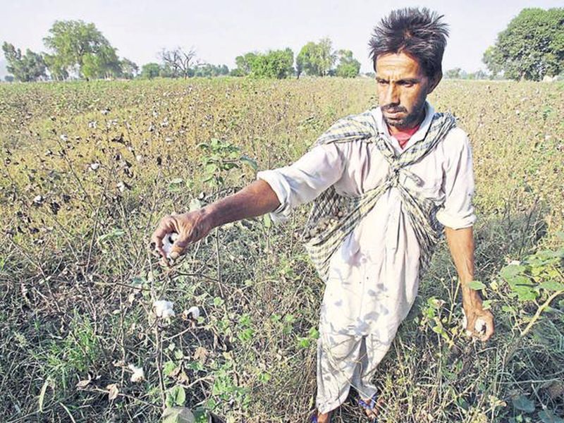 Farmers look at crop damage compansation | पिकांच्या नुकसानभरपाईकडे खिळली शेतकऱ्यांची नजर!