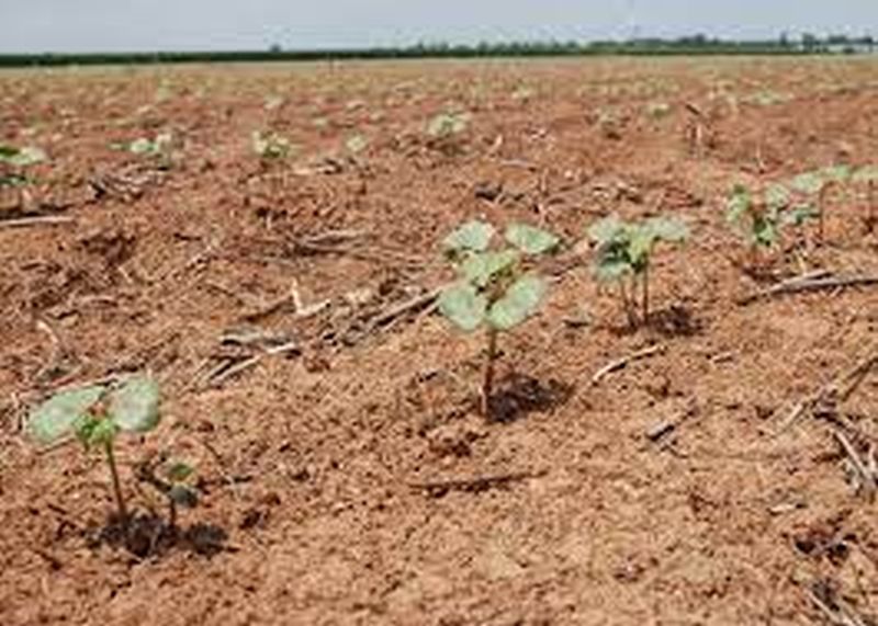 Even after the loss, farmers prefer cotton crop | नुकसानानंतरही शेतकऱ्यांची कपाशी पिकालाच पसंती