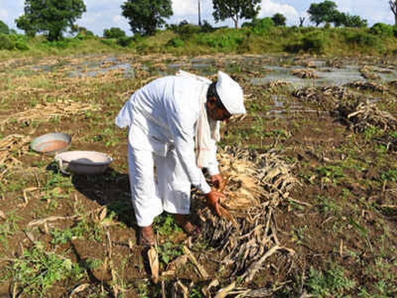Three lakh rainfed farmers in Akola district await increased help | अकोला जिल्ह्यातील तीन लाख अतिवृष्टीग्रस्त शेतकऱ्यांना वाढीव मदतीची प्रतीक्षा