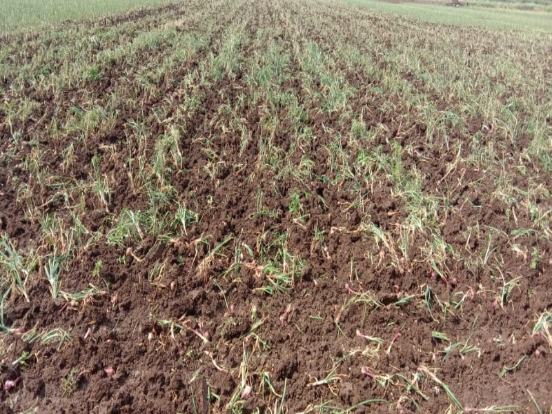 Roated plot on onion farming land who destroyed by heavy rain | अतिवृष्टीला बळी पडलेल्या कांद्यावर फिरवला नांगर