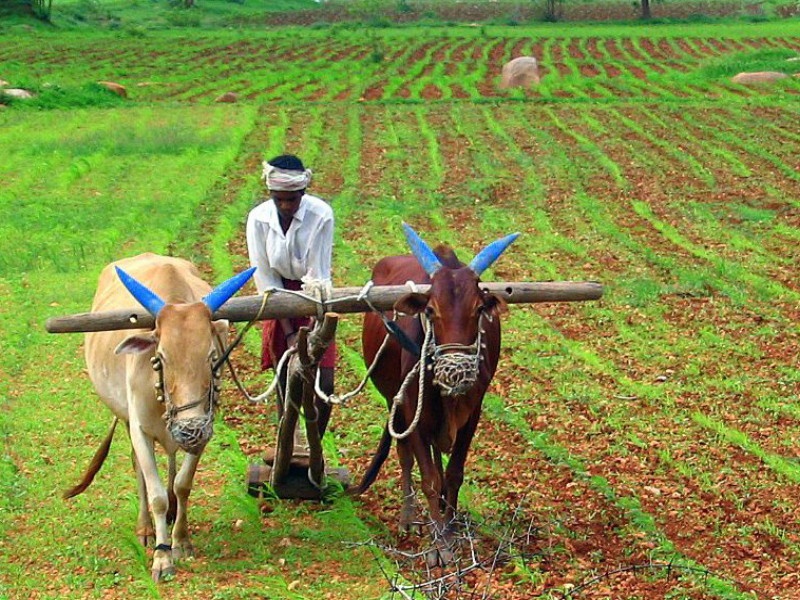 Farmers do not get insurance compensation in state | शेतकरी पाई-पाईला तरसले, तरी मिळेना विम्याची भरपाई