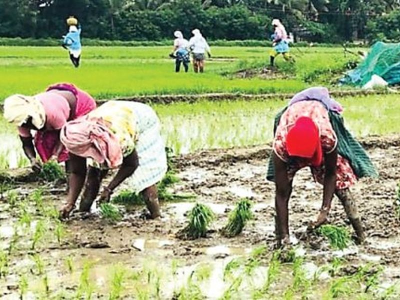  Work on Vasayat Farmer's Sanman Nidhi Scheme | वसईत शेतकरी सन्मान निधी योजनेच काम सुरू