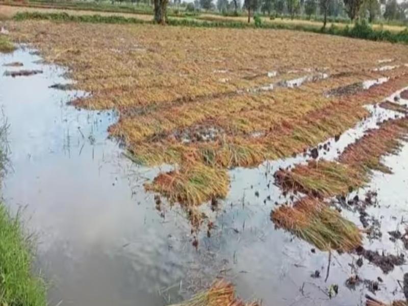 1379 crore loss due to bad weather in the state farmers expect help as soon as possible | राज्यात अवकाळीमुळे १३७९ कोटींचे नुकसान, शेतकऱ्यांना लवकरात लवकर मदतीची अपेक्षा