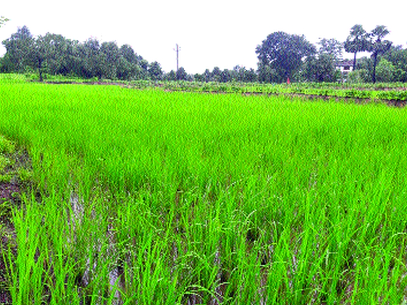 Combined Panchnama campaign about the predicted flood damaged crop damage | भिवंडीत वादळी पावसाने झालेल्या पीक नुकसानीबद्दल संयुक्त पंचनाम्याची मोहीम