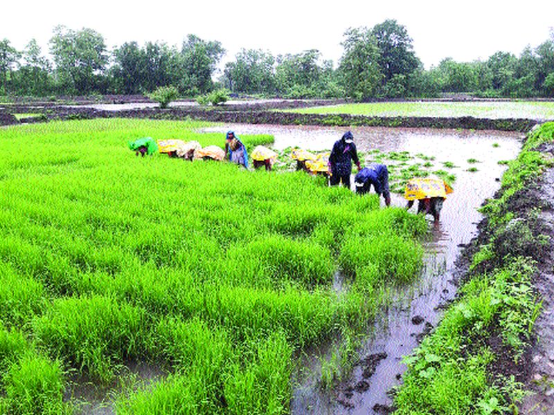 Kolhapur: Baliyaraja's final phase of rice cropping, in Diwali, Sivar | कोल्हापूर : बळिराजाची दिवाळी शिवारातच, भात पिकांची मळणी अंतिम टप्प्यात