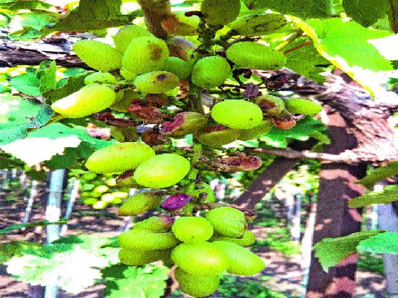  Overcome the crisis of grape cultivators | द्राक्ष बागायतदारांची संकटावर मात