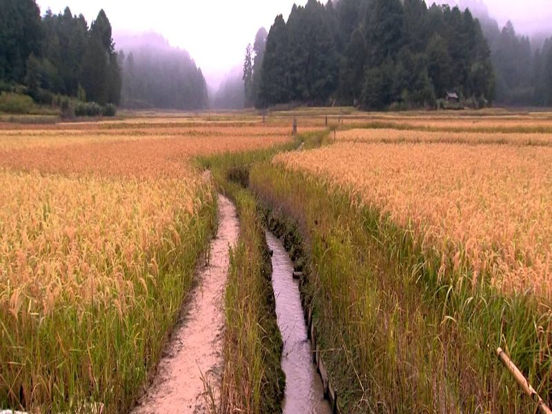 Do not leave rainwater in our field | पावसाचे पाणी आमच्या शेतात सोडू नका