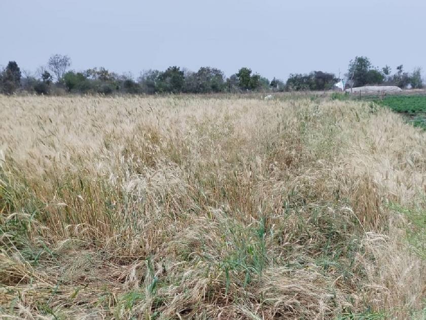 Rain irregularity affected crops on 1728 hectares in Akola district | ‘अवकाळी’चा अकोला जिल्ह्यात १७२८ हेक्टरवरील पिकांना फटका